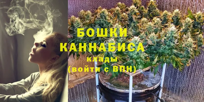 Бошки марихуана VHQ  Гай 